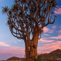 Aloe dichotoma Masson
