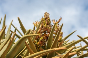 Aloe dichotoma Masson