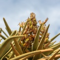 Aloe dichotoma Masson