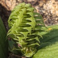 Massonia bifolia (Jacq.) J.C.Manning & Goldblatt