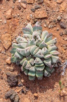 Aizoaceae, sp. indet. 7