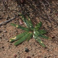 PLANTAE, sp. indet. 8