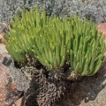 Aizoaceae, sp. indet. 8