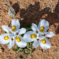 moraea-sp-south-africa.jpg