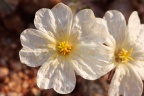 Monsonia parvifolia Schinz