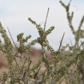 boscia-foetida-namibia.jpg