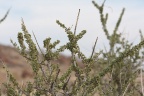 Boscia foetida Schinz