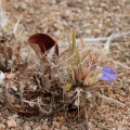 blepharis-sp-indet-namibia.jpg