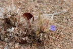 Blepharis sp. indet