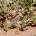 petalidium-setosum-namibia.jpg