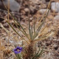 aptosimum-spinescens-namibia.jpg