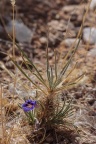 Aptosimum spinescens (L.Bolus) F.E.Weber