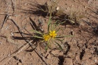 Compositae, sp. indet. 10
