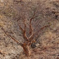 commiphora-glaucescens-namibia.jpg