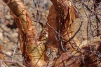 Commiphora glaucescens Engl.