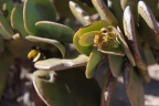 Tetraena stapfii (Schinz) Beier & Thulin