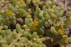Zygophyllum simplex L.