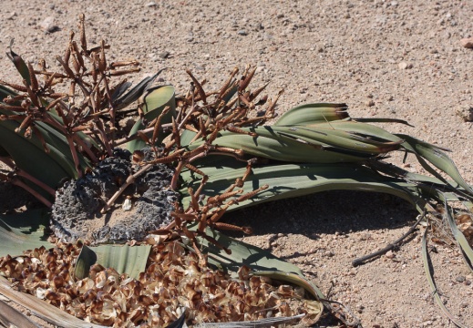 Welwitschiaceae