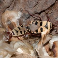 welwitschia-mirabilis-namibia-6.jpg