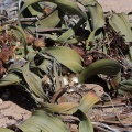 welwitschia-mirabilis-namibia-10.jpg