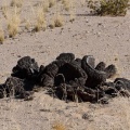 welwitschia-mirabilis-namibia-19.jpg