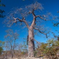 adansonia-digitata-namibia-3.jpg