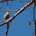 adansonia-digitata-namibia-4.jpg