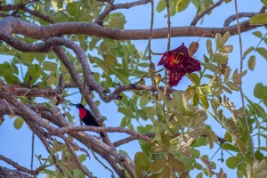 Chalcomitra senegalensis (Souimanga à poitrine rouge), Kigelia africana (Saucissonnier)