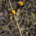 acanthaceae-sp-botswana.jpg