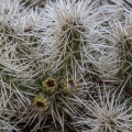 Cactaceae, sp. indet.