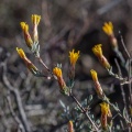 compositae-sp-south-africa-9.jpg