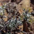 plantae-sp-south-africa-13.jpg