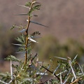 Acacia karroo Hayne