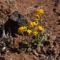 plantae-sp-south-africa-14.jpg