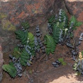 pterydophyta-sp-south-africa.jpg