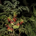 Melianthus comosus Vahl