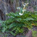 Zantedeschia, sp. indet.