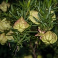 Nymania capensis (Thunb.) Lindb.