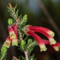 Erica, sp. indet. 2