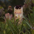 Proteaceae, sp. indet. 3
