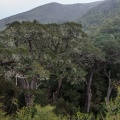 podocarpus-sp-south-africa.jpg