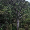 podocarpus-sp-south-africa-2.jpg