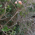 Cotyledon, sp. indet. 2