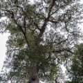 podocarpus-sp-south-africa-4.jpg