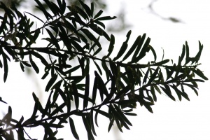 Podocarpus latifolius (Thunb.) R.Br. ex Mirb.