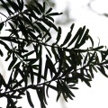 Podocarpus latifolius (Thunb.) R.Br. ex Mirb.