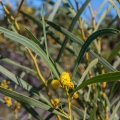 Leucadendron, sp. indet. 2