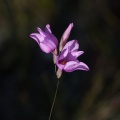 Iridaceae, sp. indet. 6