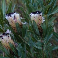 Protea, sp. indet. 4