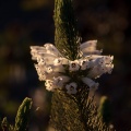 erica-sp-south-africa-3.jpg